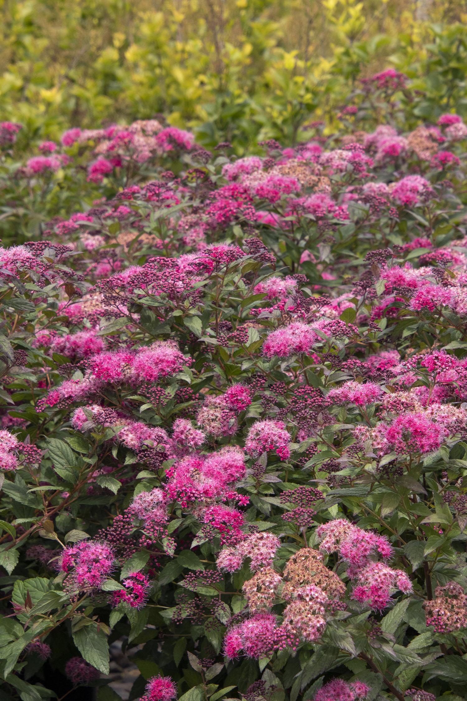 Spirea Walberton's Plumtastic
