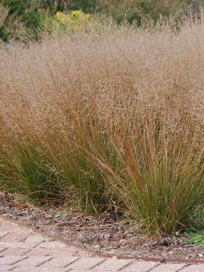 Grass - Sporobolus het. 'Tara'