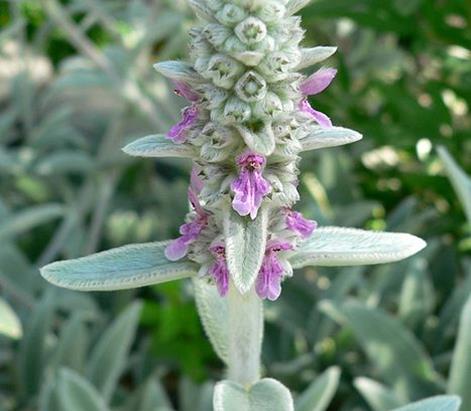 Stachys byzantina 'Helene von Stein'