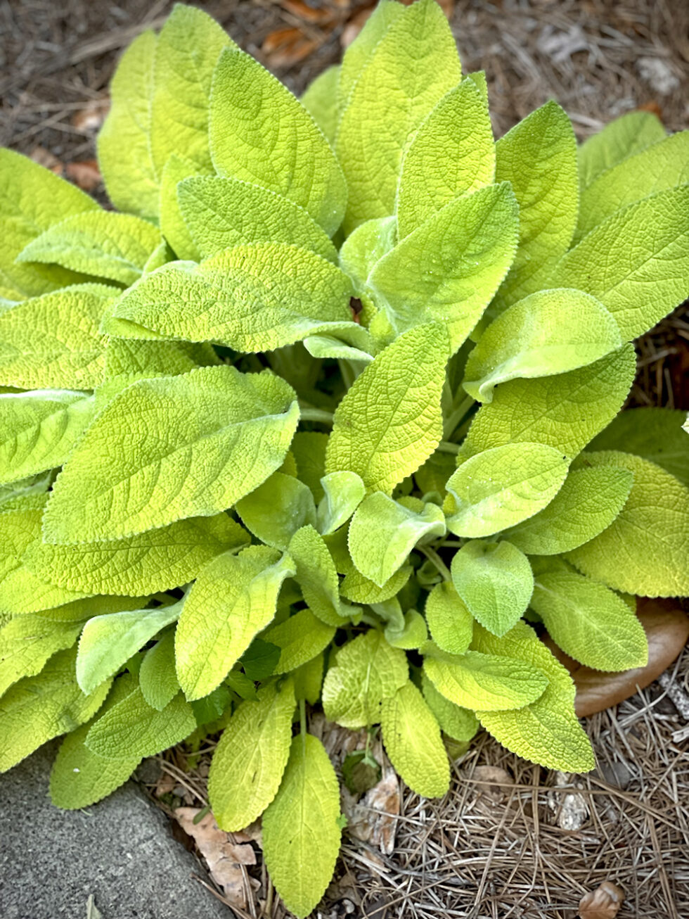 Stachys Key Lime