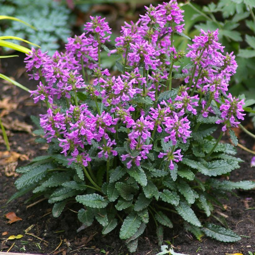 Stachys minima