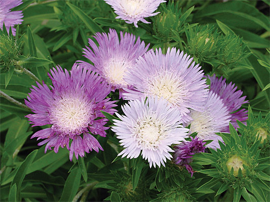 Stokesia Colorwheel