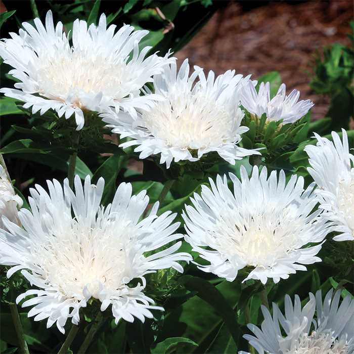 Stokesia 'Divinity'