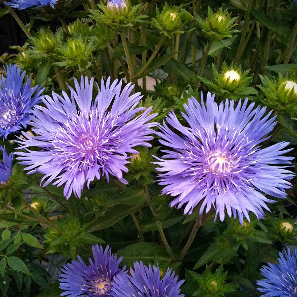 Stokesia 'Mel's Blue'