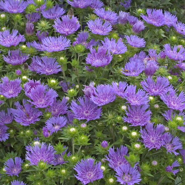 Stokesia 'Peachie's Pink