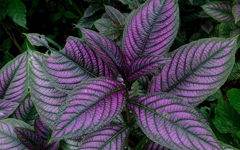 Strobilanthes dyerianus