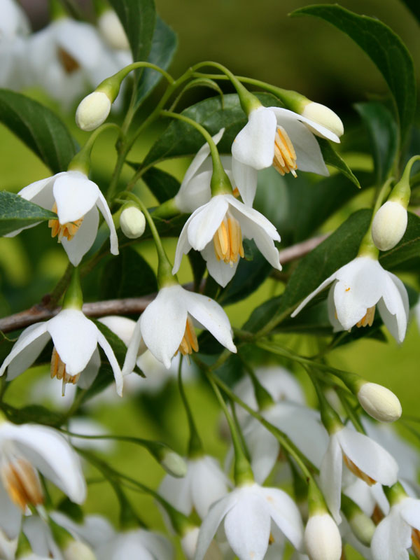 Styrax japonicus 'Snowcone'