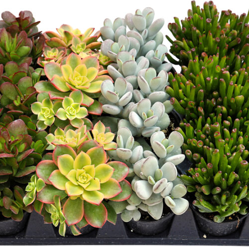 Succulents 'Beaches & Boardwalks'