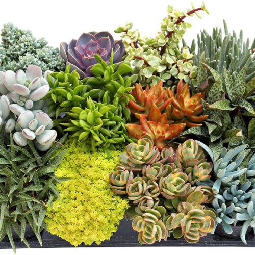 Succulents Grower's Choice Mix