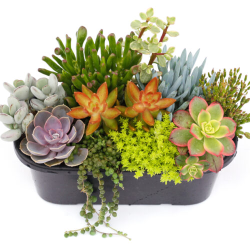 Succulents Mixed Oval