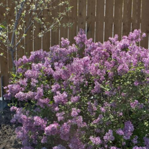 Syringa 'Bloomerang'