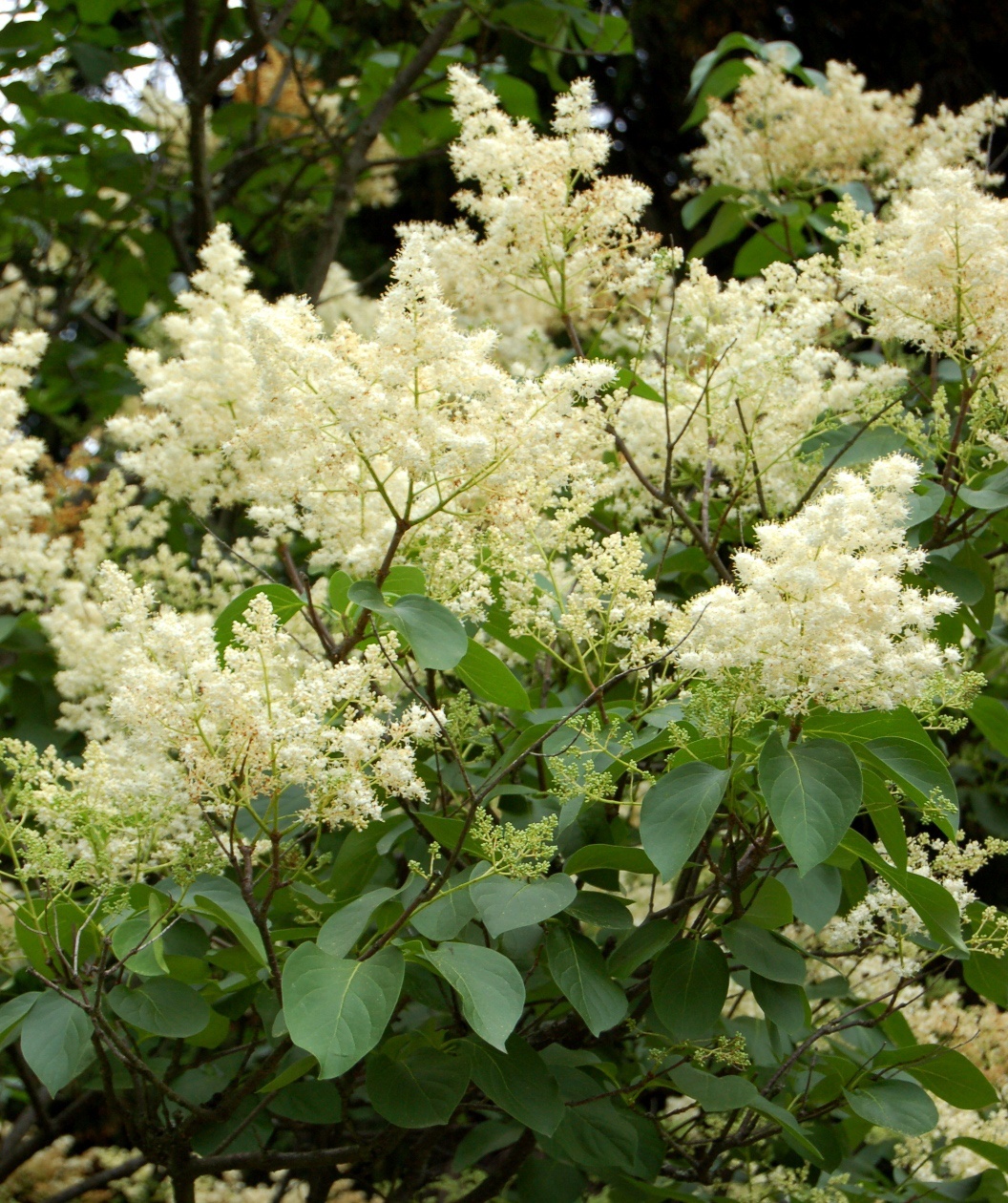 Syringa reticulata 'Ivory Silk'