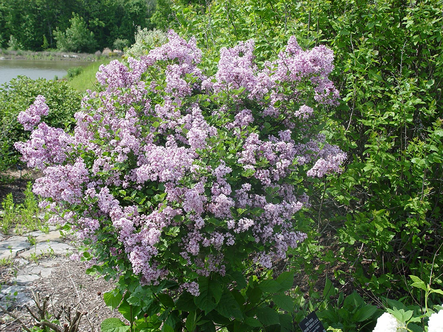 Syringa meyeri 'Palibin'