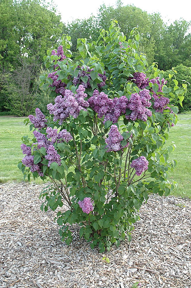 Syringa vulgaris