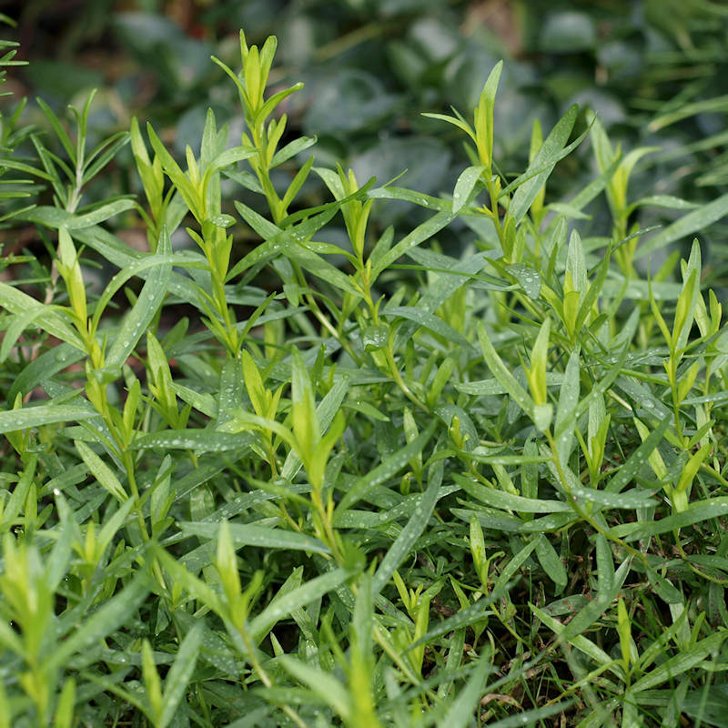 Artemisia dracunculus