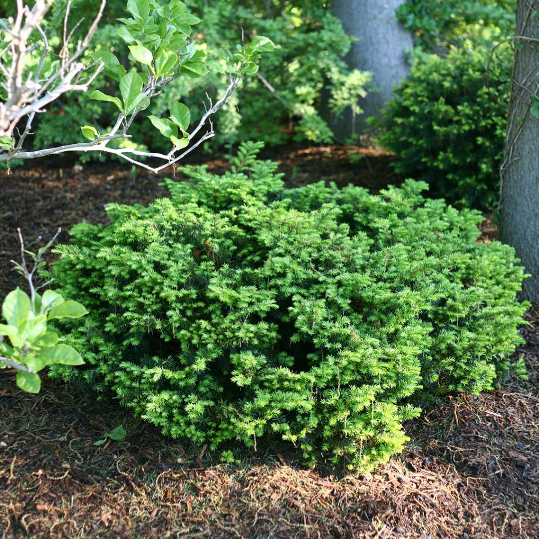 Taxus media 'Everlow'