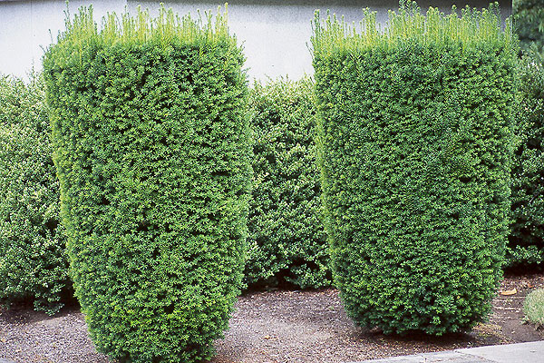 Taxus x media 'Hicksii'