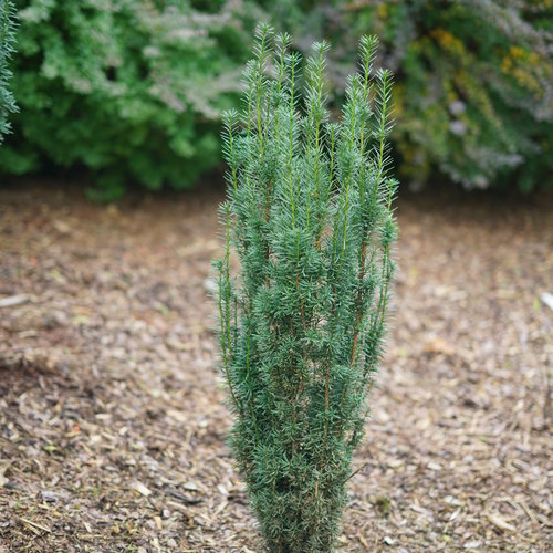 Taxus Stonehenge Skinny