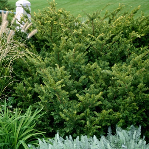 Taxus x media 'Tauntonii'