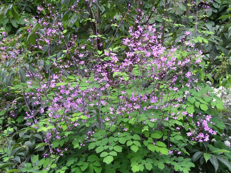 Thalictrum rochebrunianum