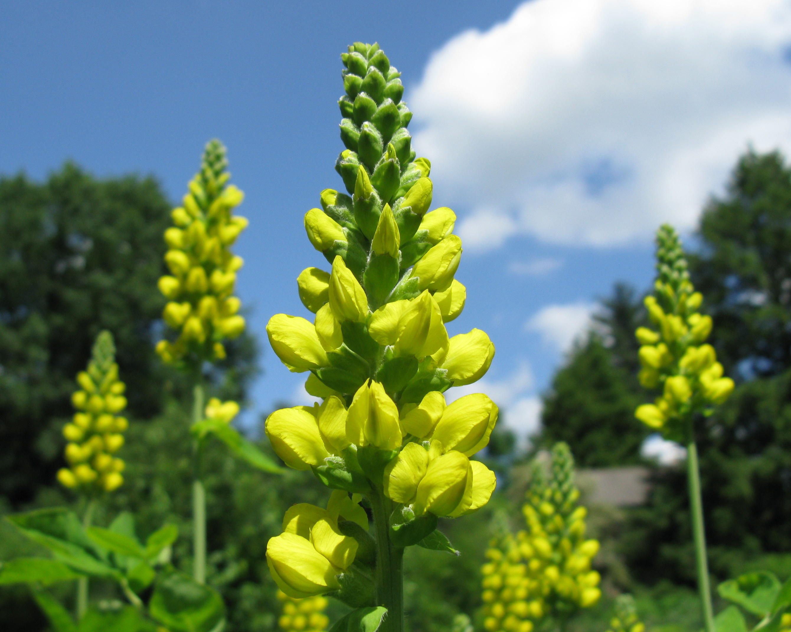 Thermopsis villosa