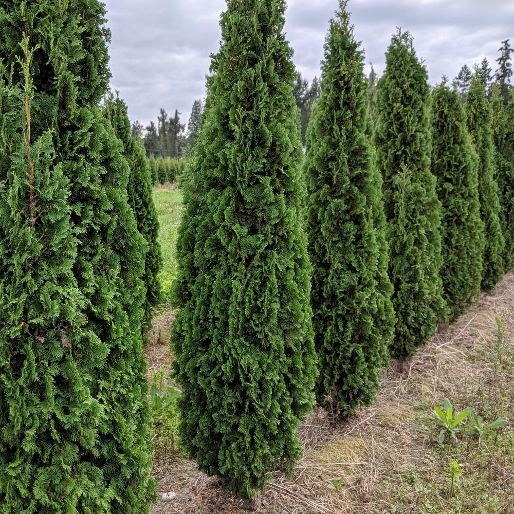 Thuja occidentalis 'DeGroot's Spire'