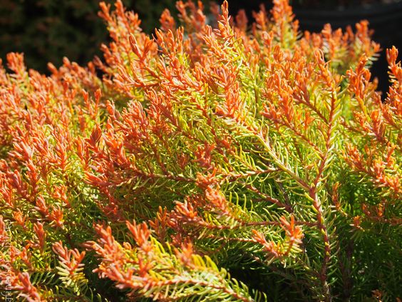 Thuja occidentalis Fire Chief