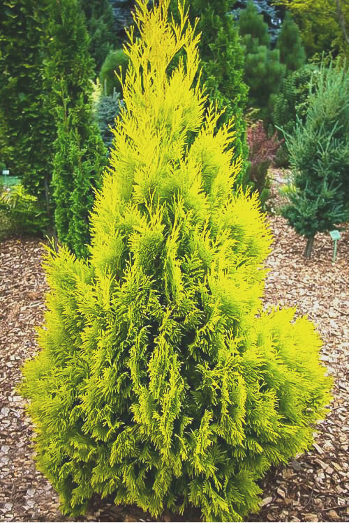 Thuja plicata Forever Goldy