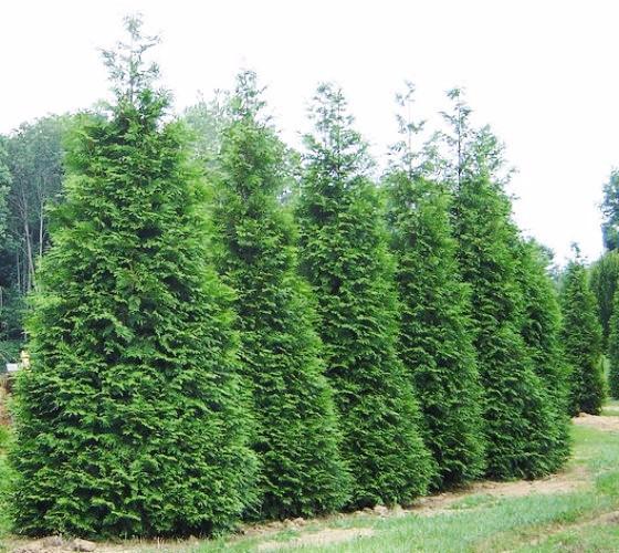 Thuja plicata 'Green Giant'