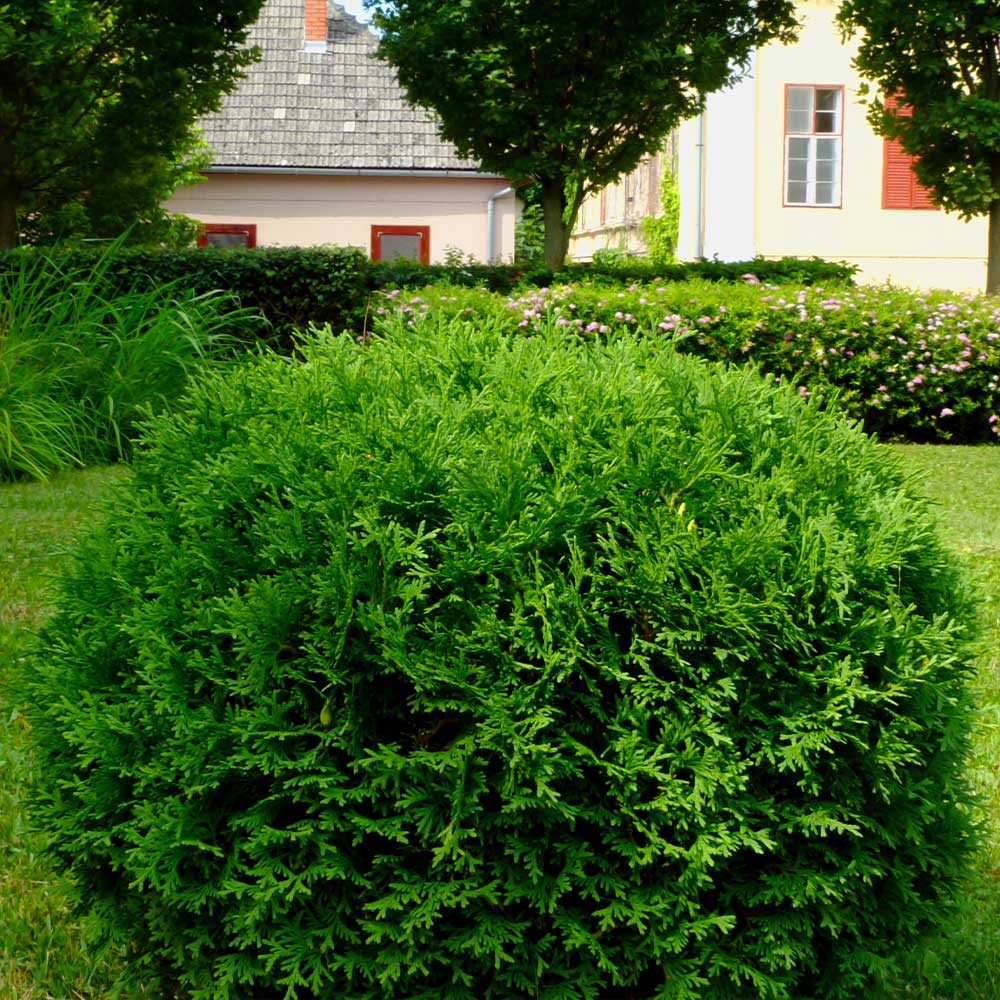 Thuja occidentalis 'Hetz Midget'