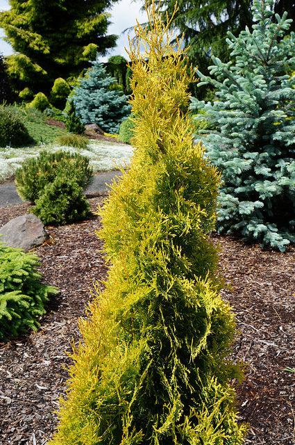 Thuja occ. 'Jantar'