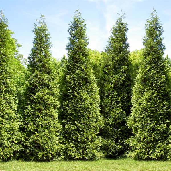 Thuja x 'Junior Giant'