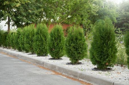 Thuja x 'Leprechaun'