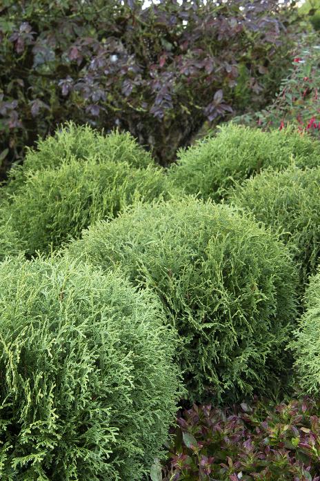 Thuja occidentalis 'Little Giant'