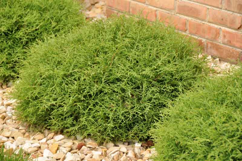 Thuja occidentalis 'Mr. Bowling Ball'