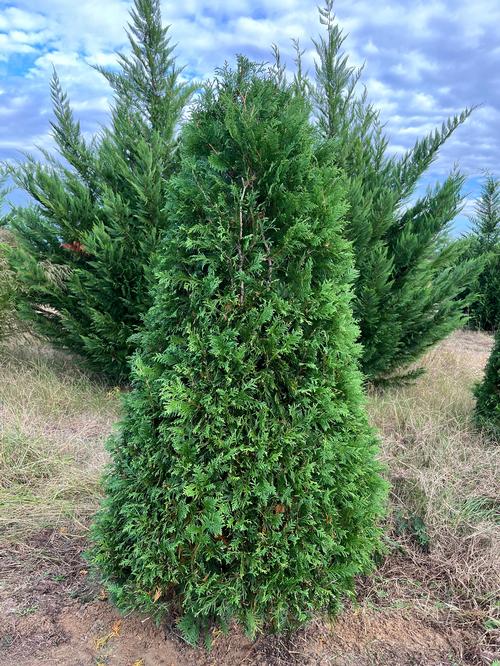 Thuja 'Nigra'