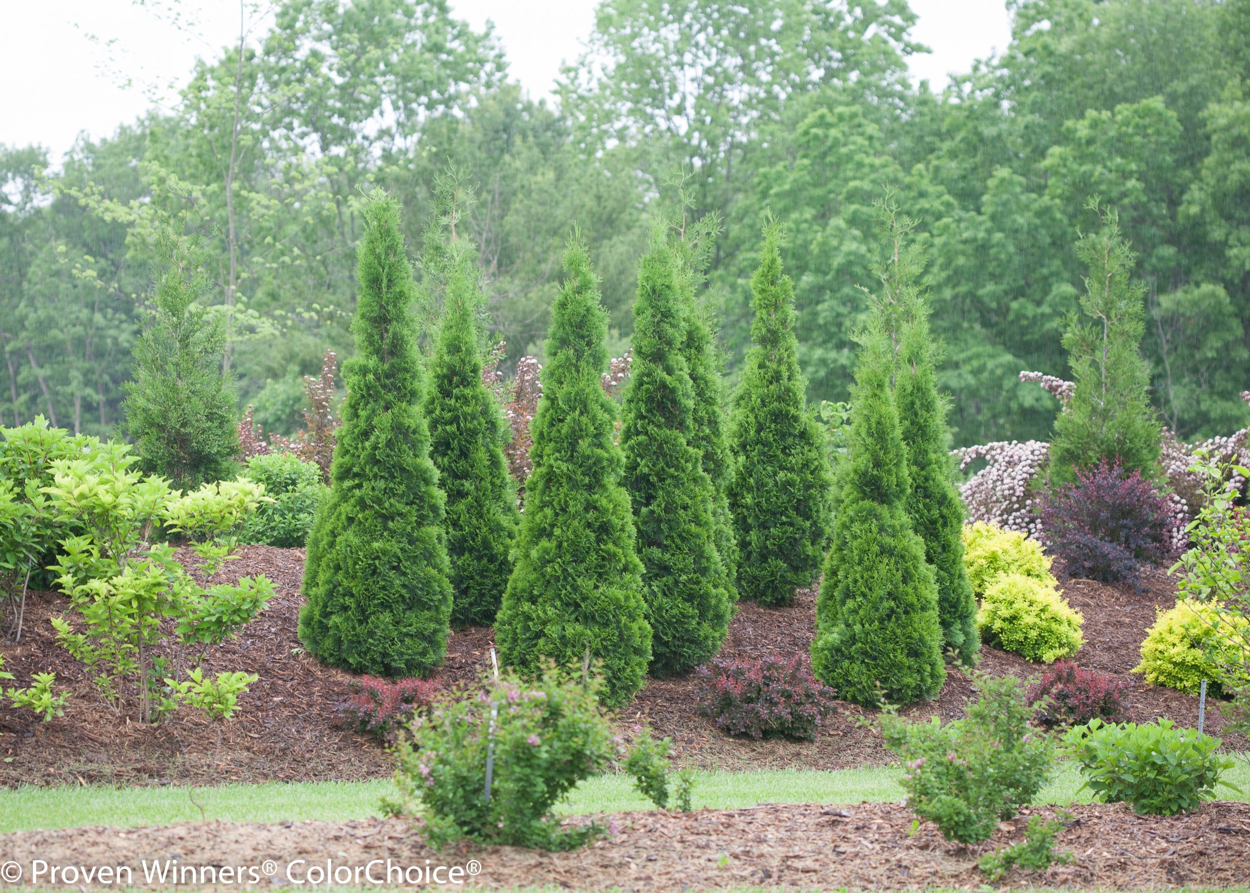 Thuja plicata 'Northern Spire'