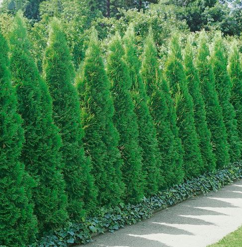 Thuja occidentalis 'Smaragd'