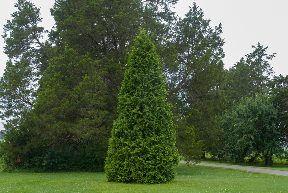 Thuja plicata x standishii 'Virginian'