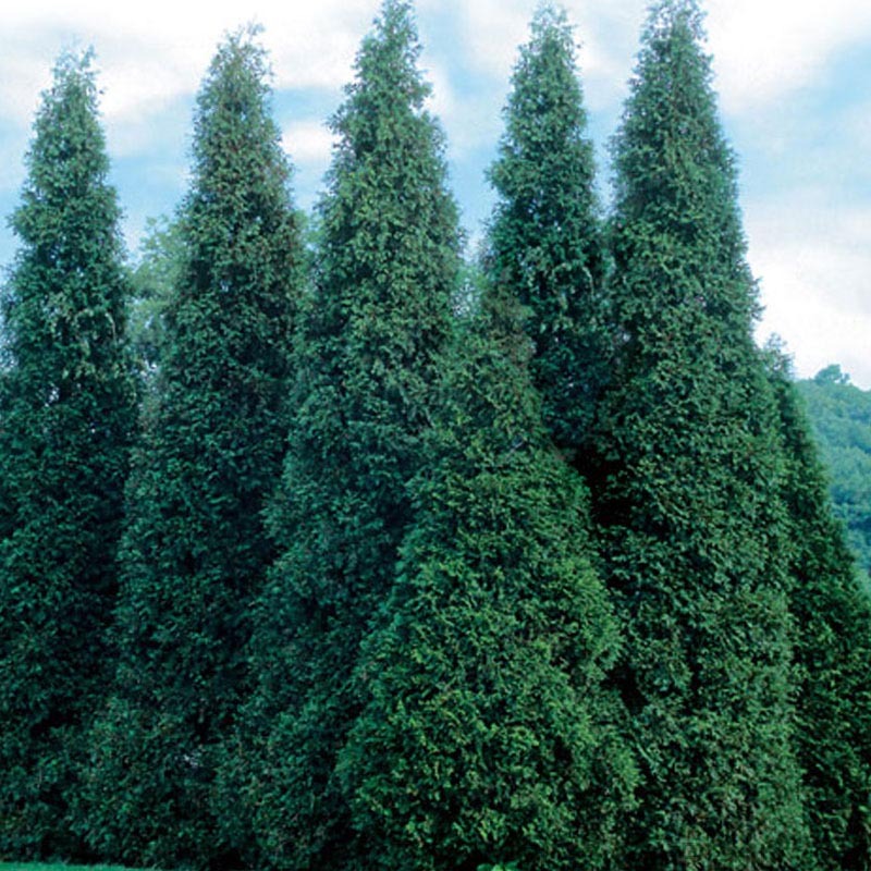 Thuja occidentalis 'Wintergreen'