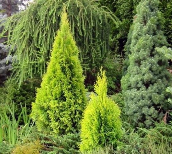 Thuja occidentalis 'Yellow Ribbon'