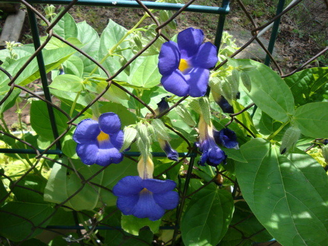 Thunbergia b. 'Blue Glory'