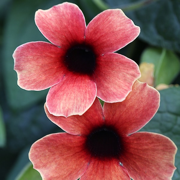 Tower Power Red
