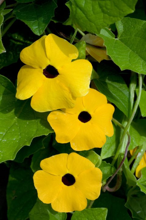 Thunbergia 'TowerPower Yellow'