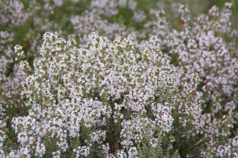 Thymus vulgaris 'English Common'