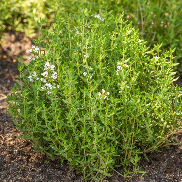 Thyme - Thymus vulgaris 'French'