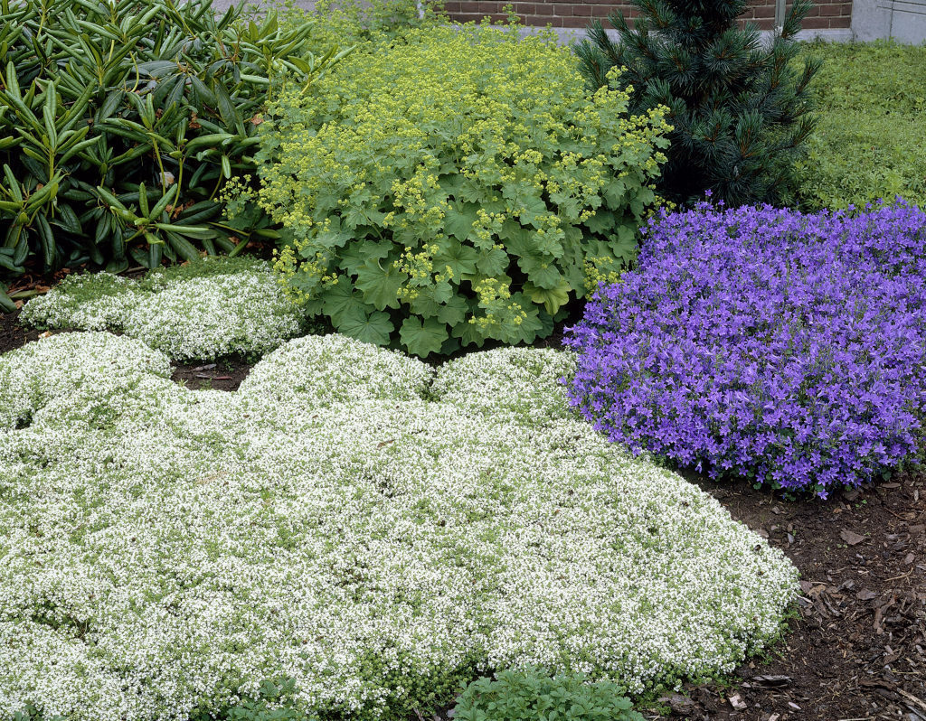 Thymus praecox 'Albiflorus'