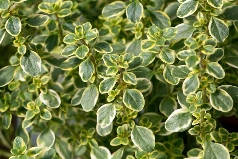 Thyme - Thymus citriodorus