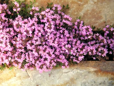 Thymus serpyllum 'Pink Chintz'