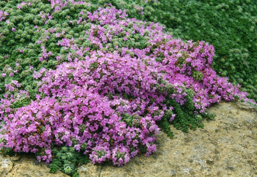 Thymus pseudolanuginosus